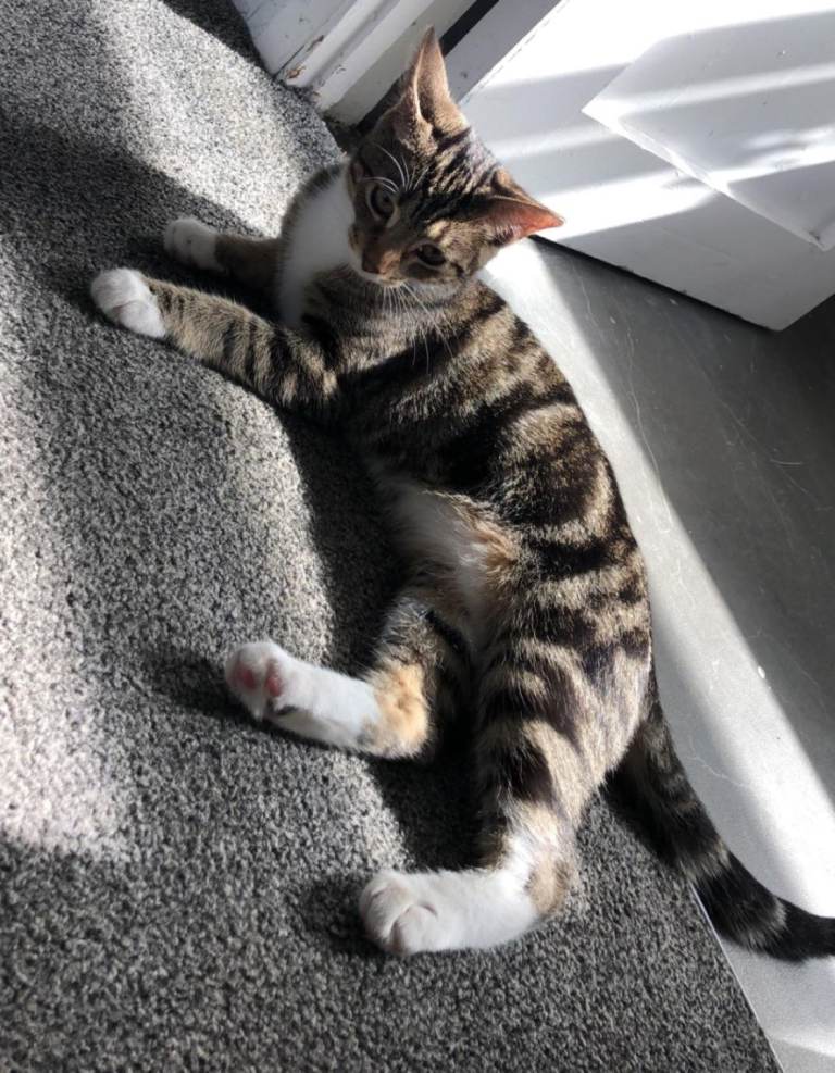 Aurora 