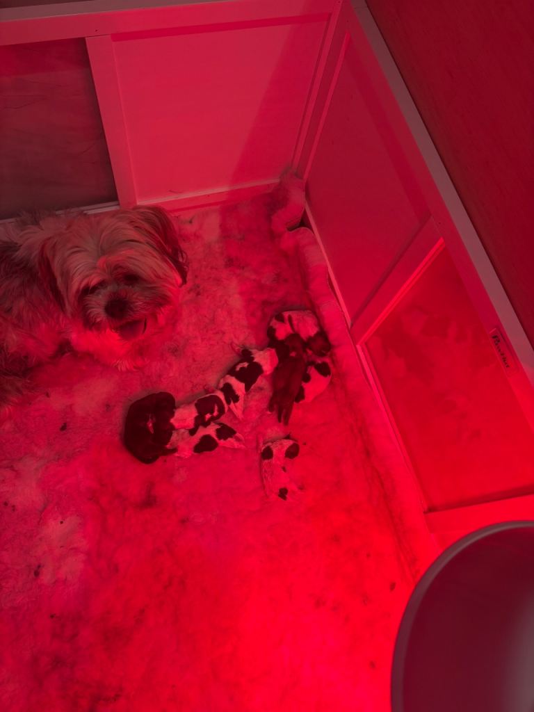 Lhasa pups , 2 boys available 