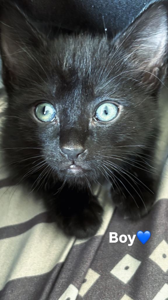 🐾 Adorable Kitten Looking for Their Forever Homes! 🐾