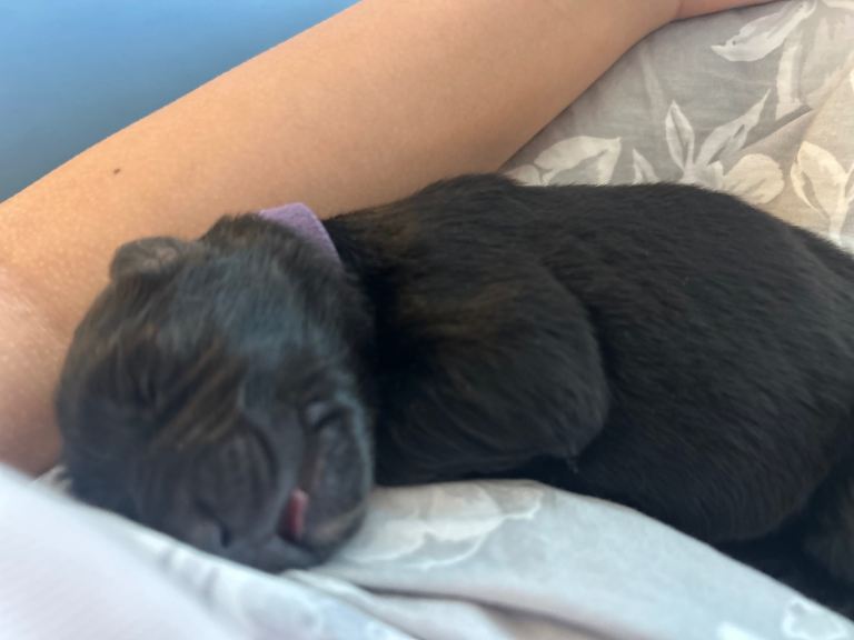 German shepherd long hair puppies for sale 