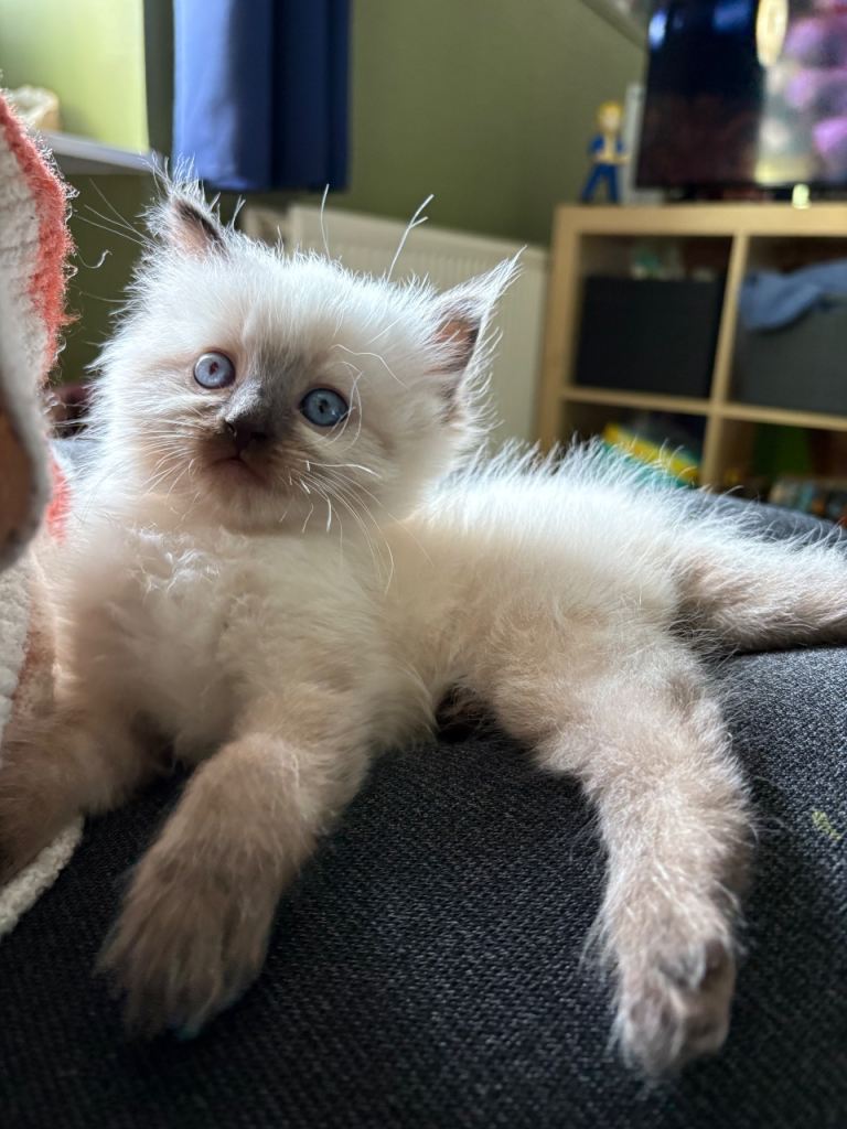 ragdoll kitten