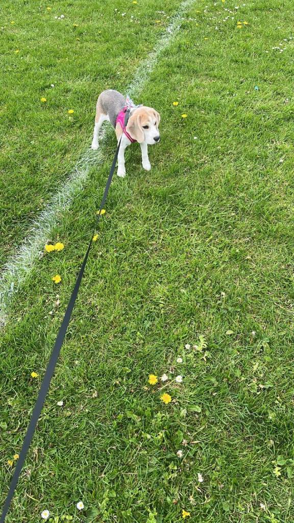 Beagle 