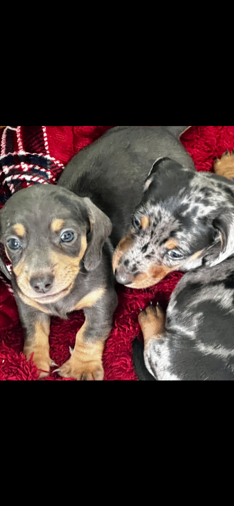 Adorable miniature Dachsund Puppies 
