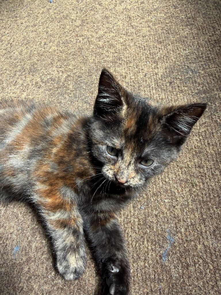 🐾 Kittens Looking for a Loving Forever Home 🐾