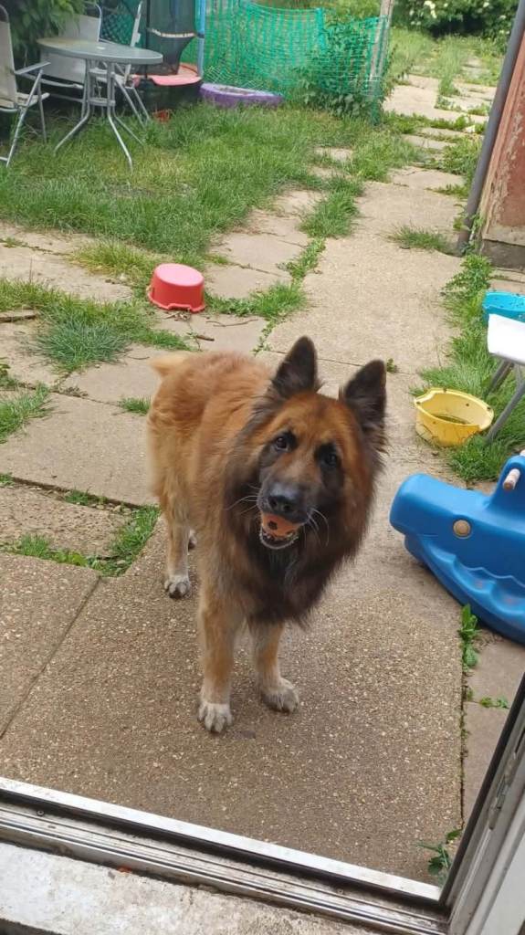 Aslan GSD Male 7yrs