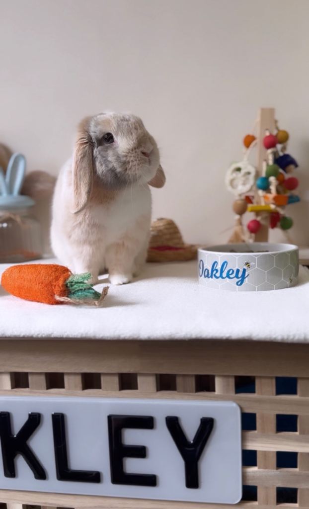 Rabbit for sale 