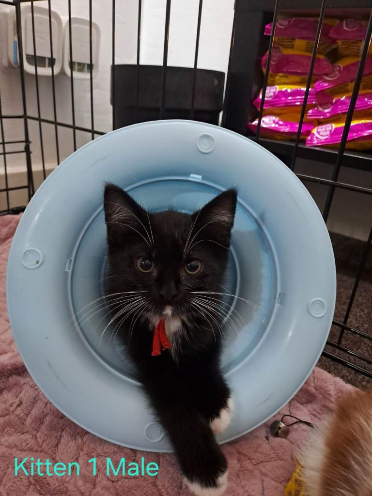 11 Beautifull kittens looking for a home.