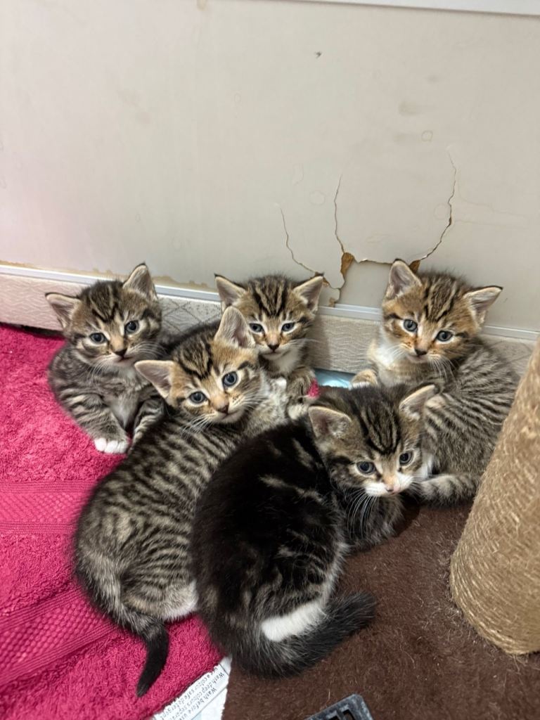 5 Kittens - 1/4 bengal