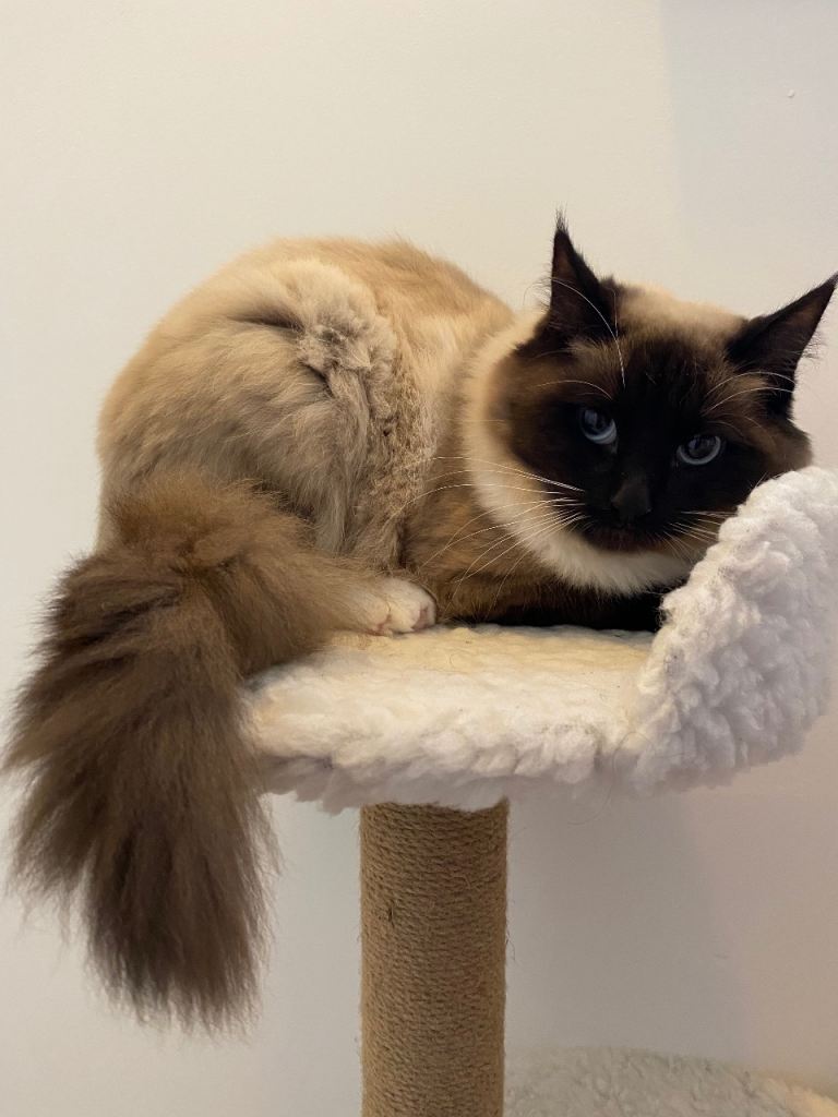 Beautiful Female Ragdoll – 12 Months Old – Looking for a Loving Home
