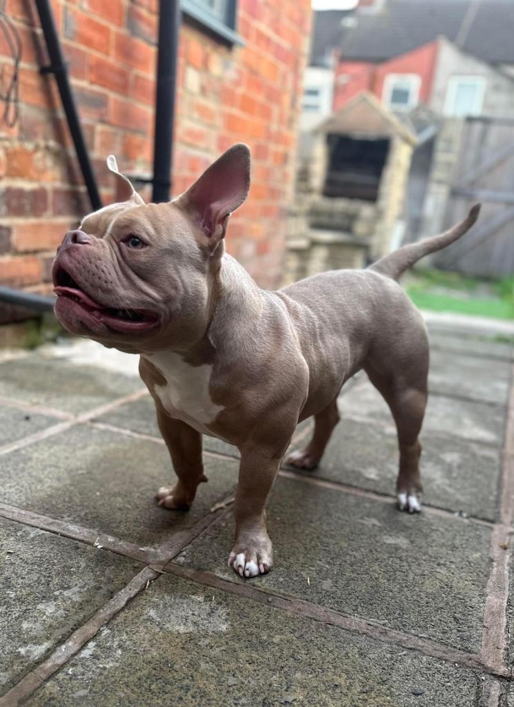 Pocket/micro American Bully 