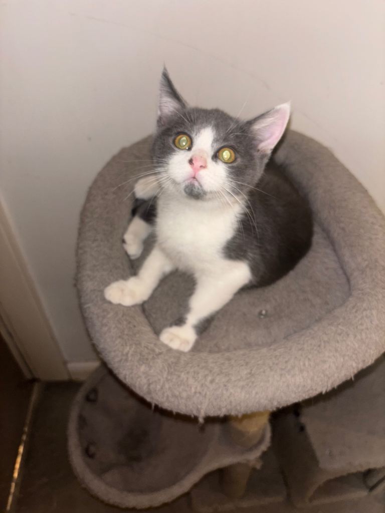 BSH & Domestic B&W shorthair 