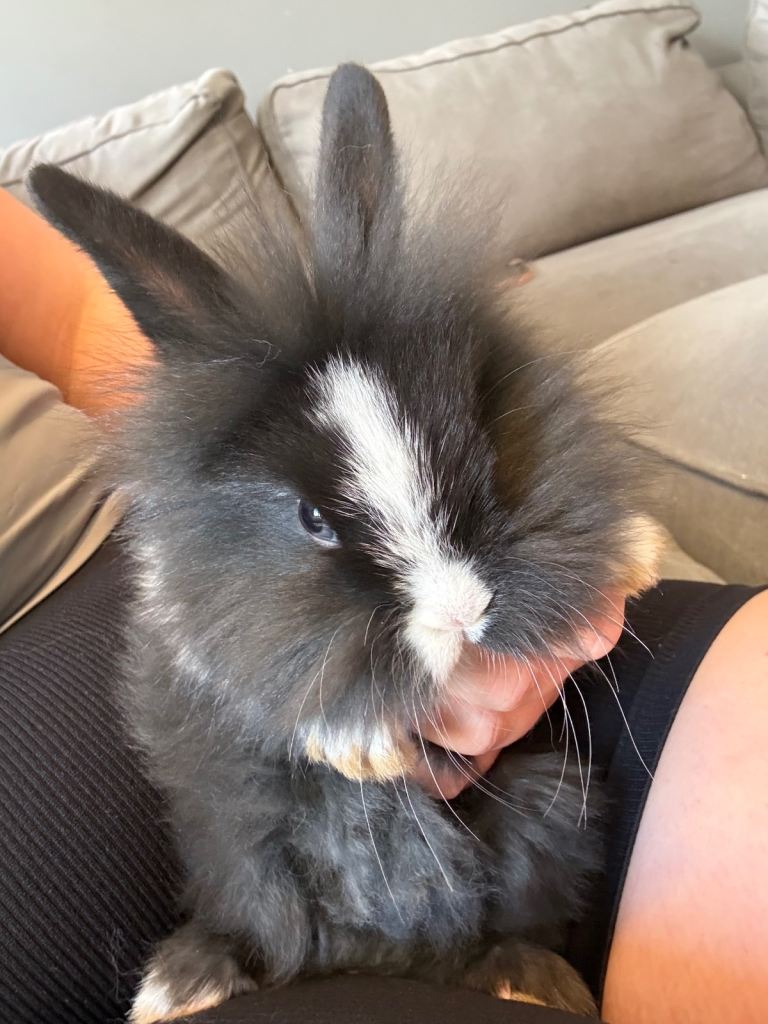 Lion head x mini lop bunnies 💙💕