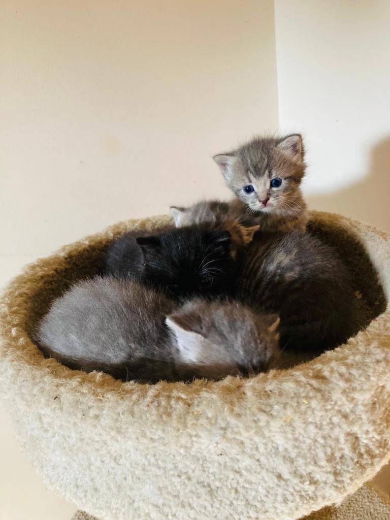 Adorable Fluffy Kittens
