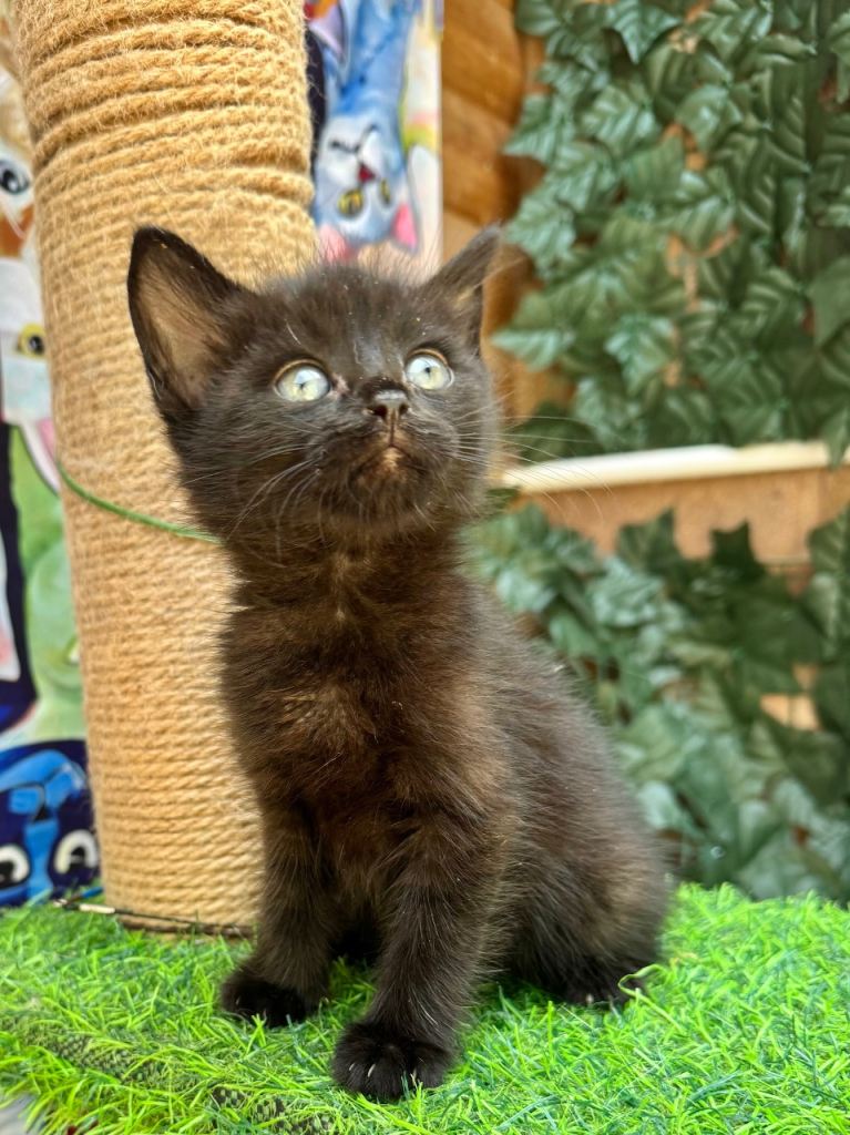 SEMI LONG HAIRED  MALE KITTENS 