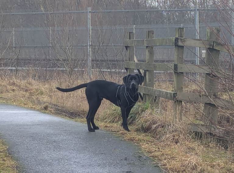 Full pedigree black lab with great build 