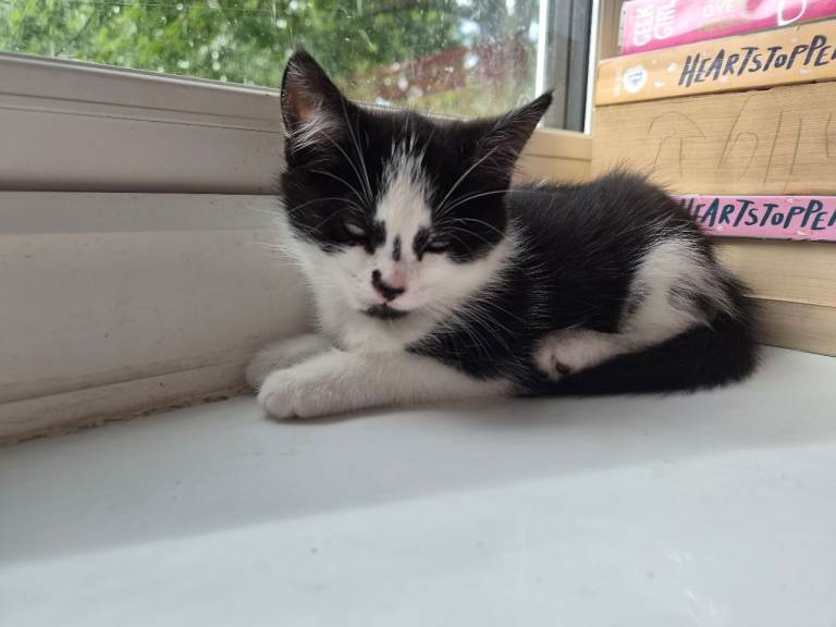 Female kittens