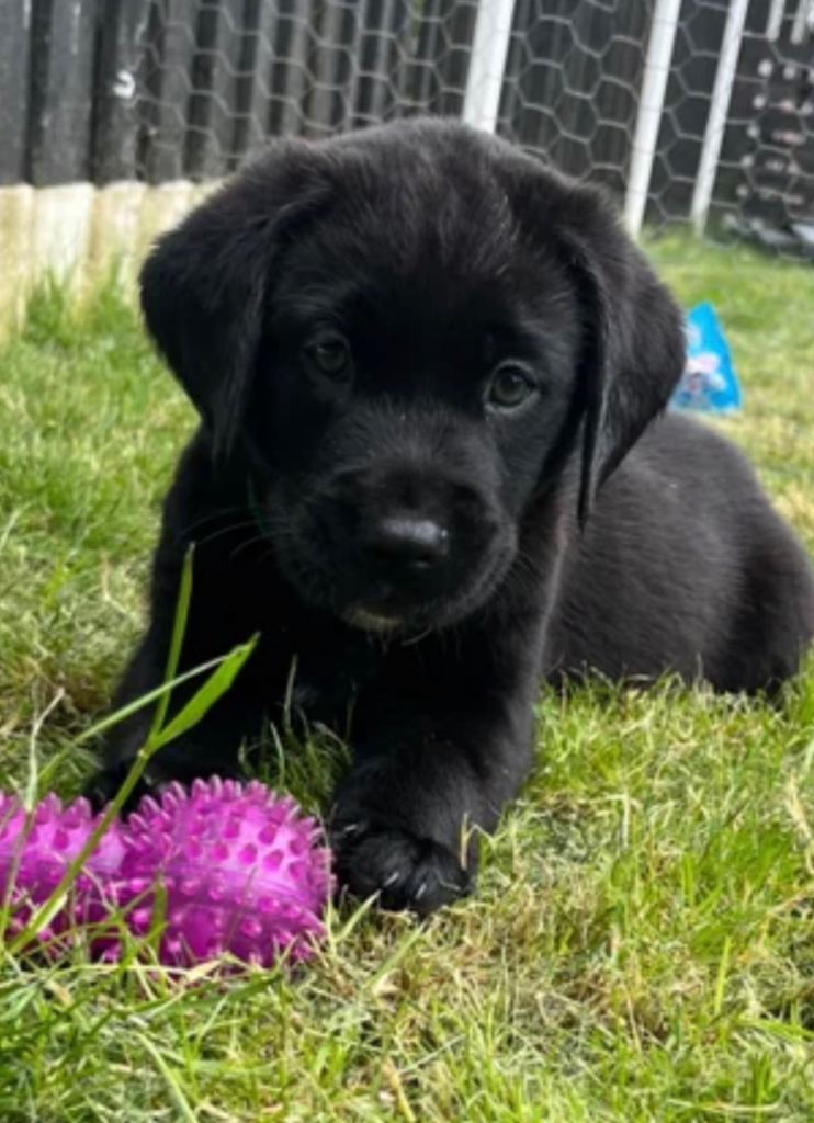Labrador retriever puppies for sale 