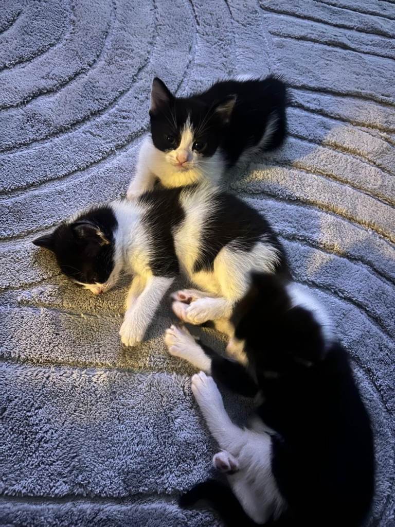3 kittens needing a new home