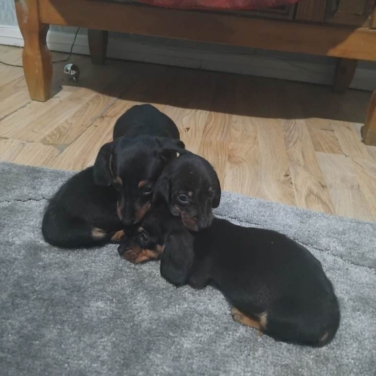 Dachshund puppies 