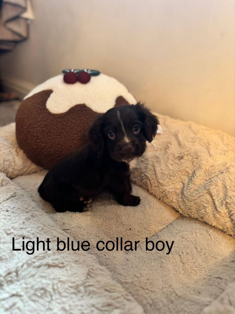 🐾 Gorgeous F1b Sprocker Spaniel Puppies – 5 Males Ready on the 18th December 🐾