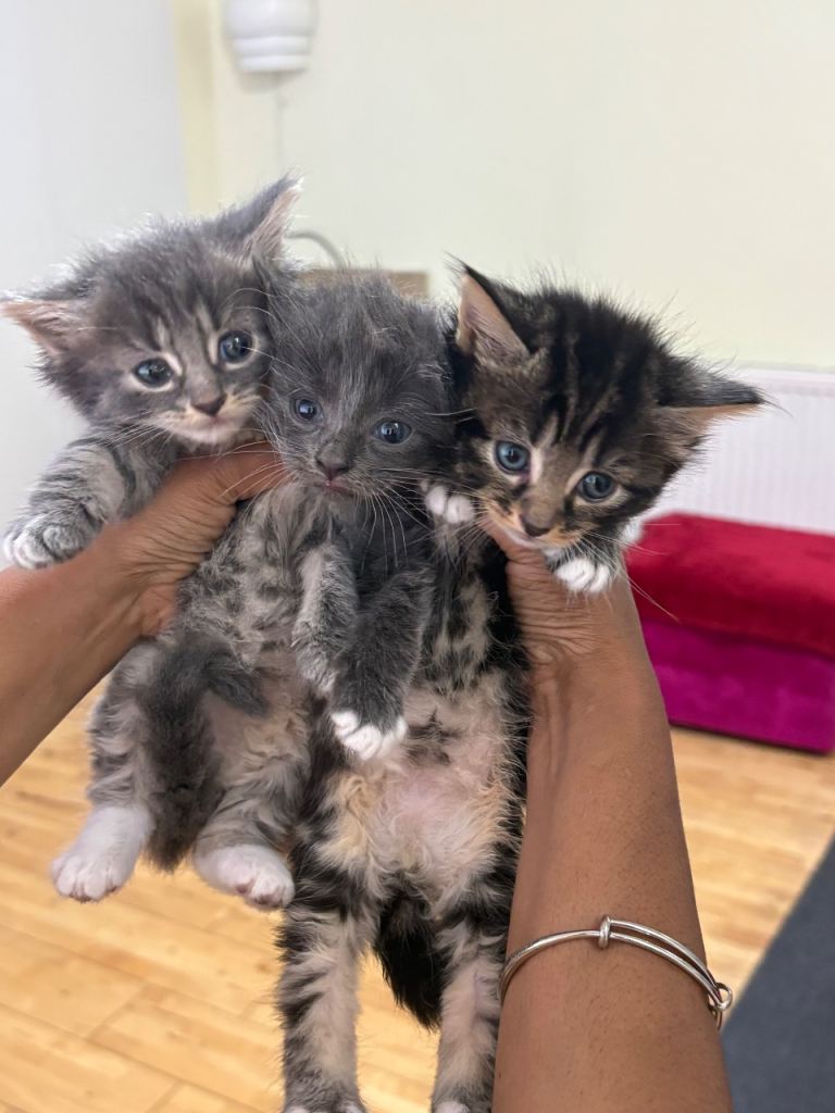 Khao mane x Russian blue mixed breed kittens
