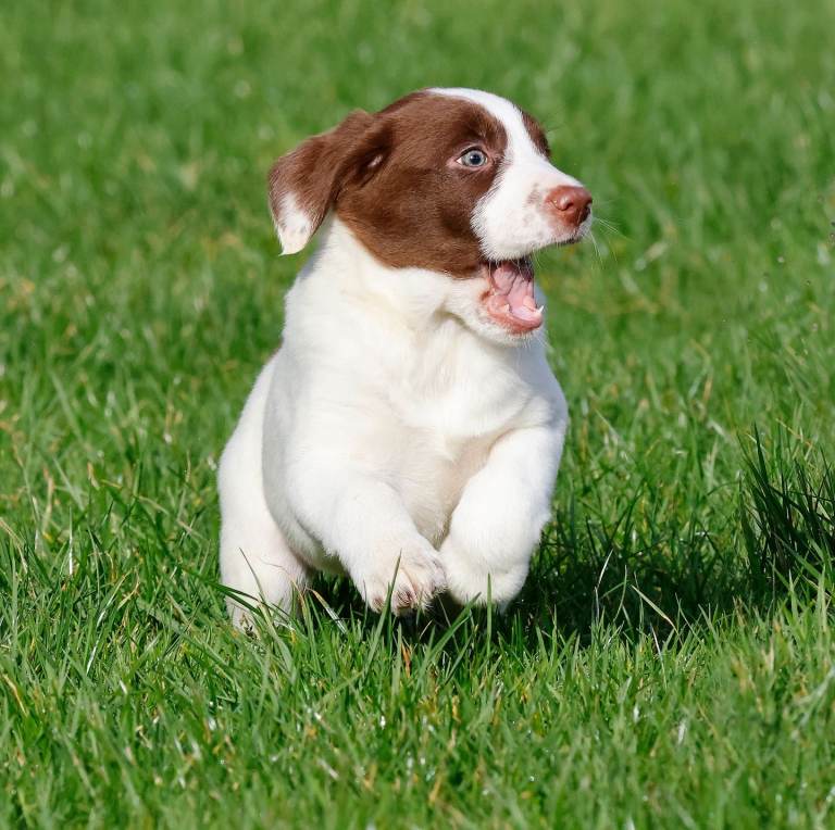 Sprollie puppies, only 1 male remaining!!