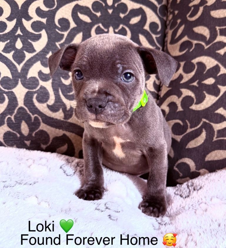 Staffordshire bull terrier pups