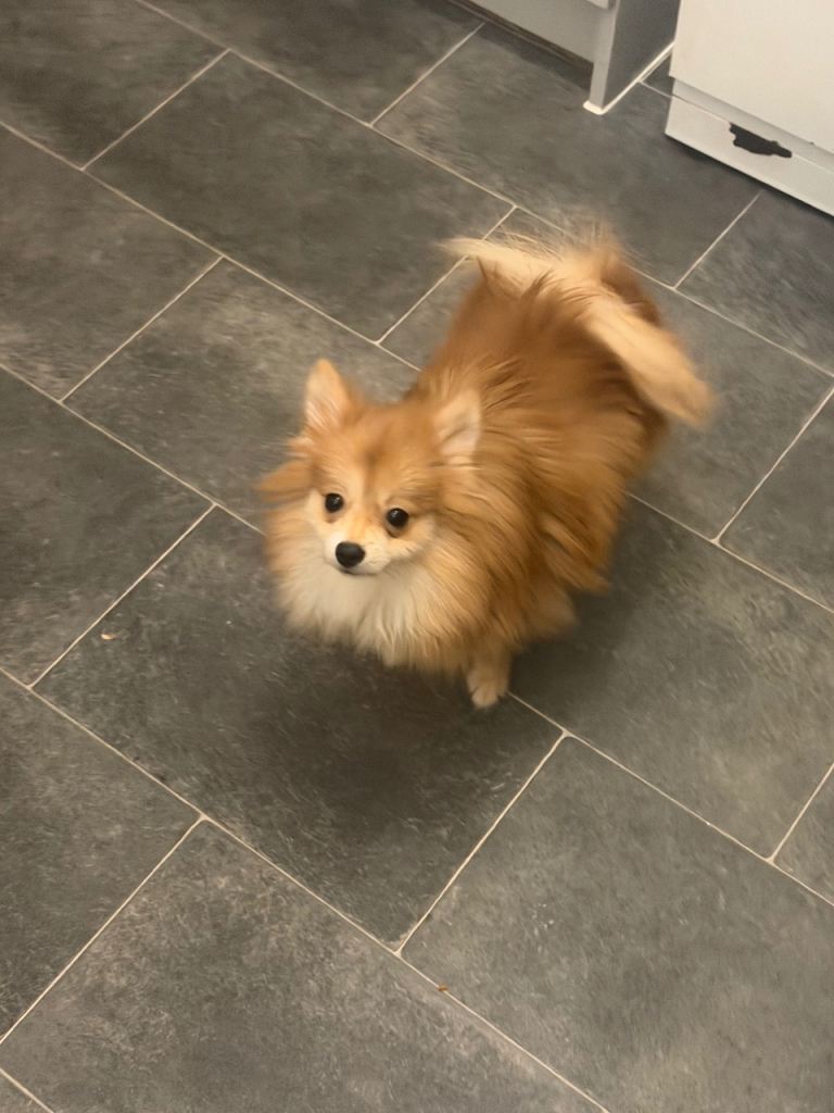 Puppy