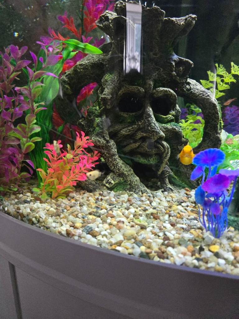 Small molly fry