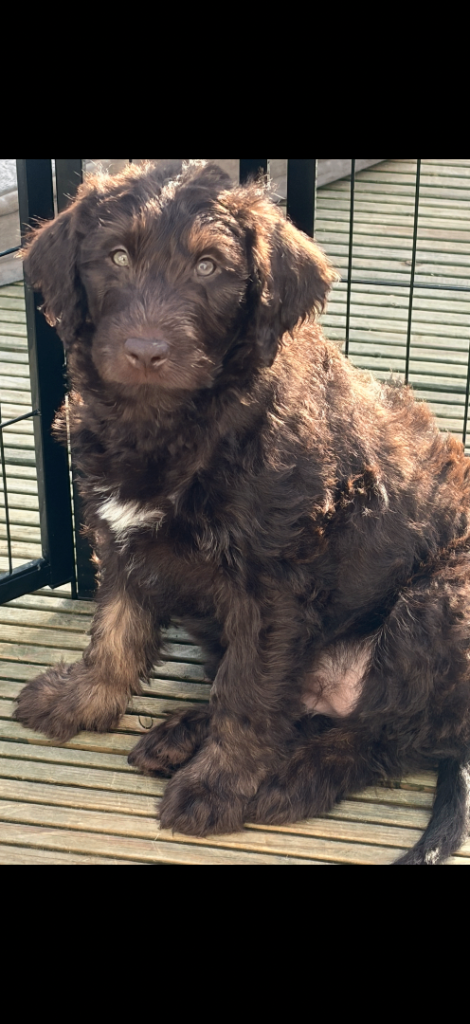 Labradoodle Puppies READY TO LEAVE