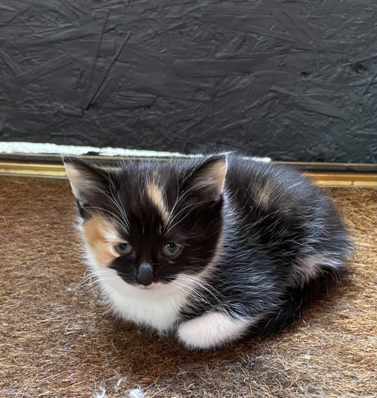Last 2 kittens ( ready to be rehomed now )