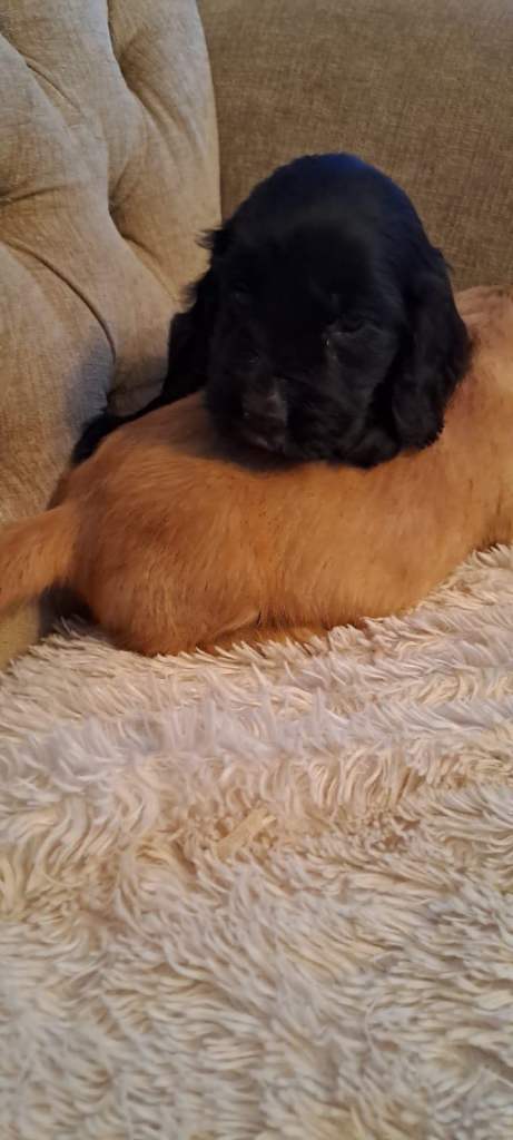 Kc cocker spaniel pups.
