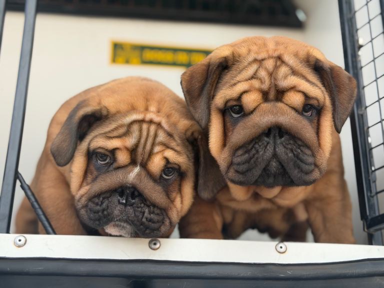 Quality English bulldogs 
