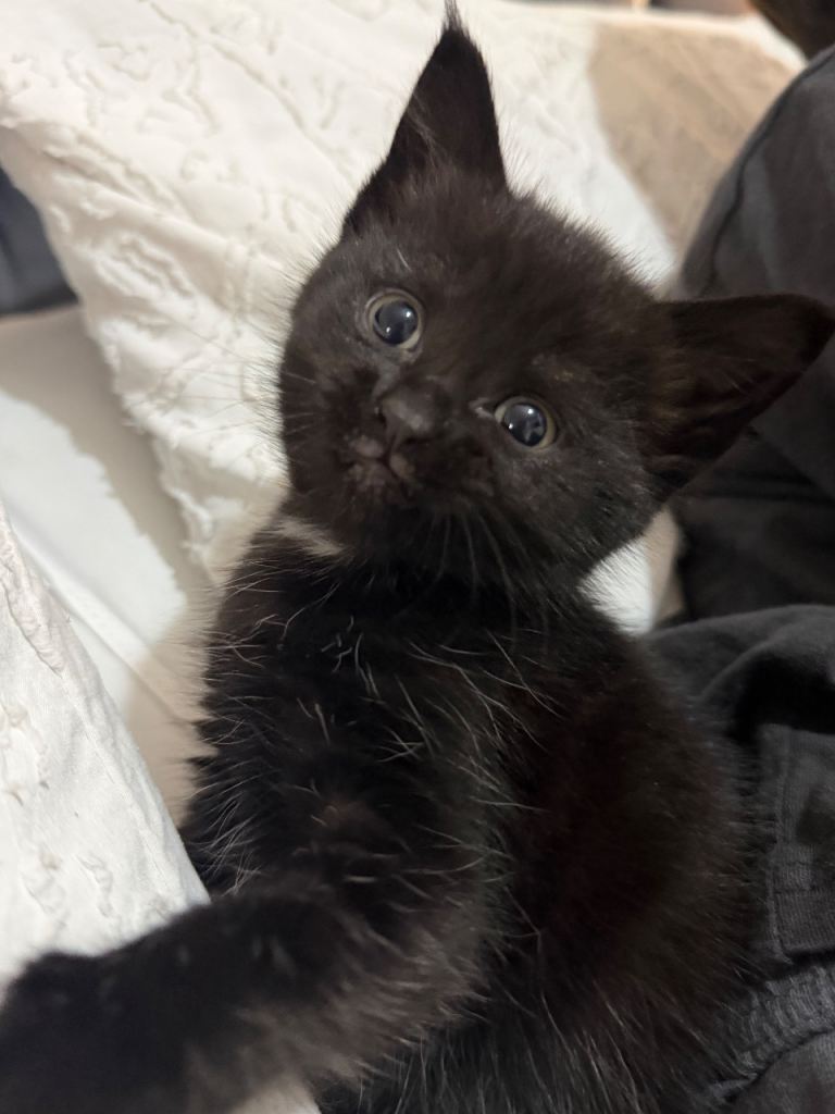 6 beautiful black kittens for sale