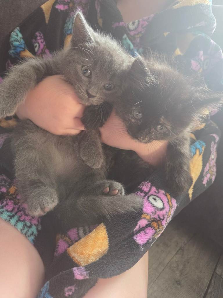 Kittens