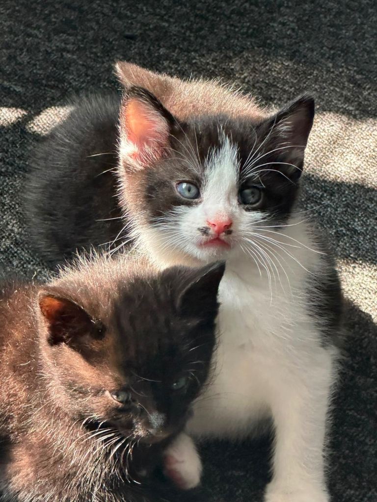 Kittens 