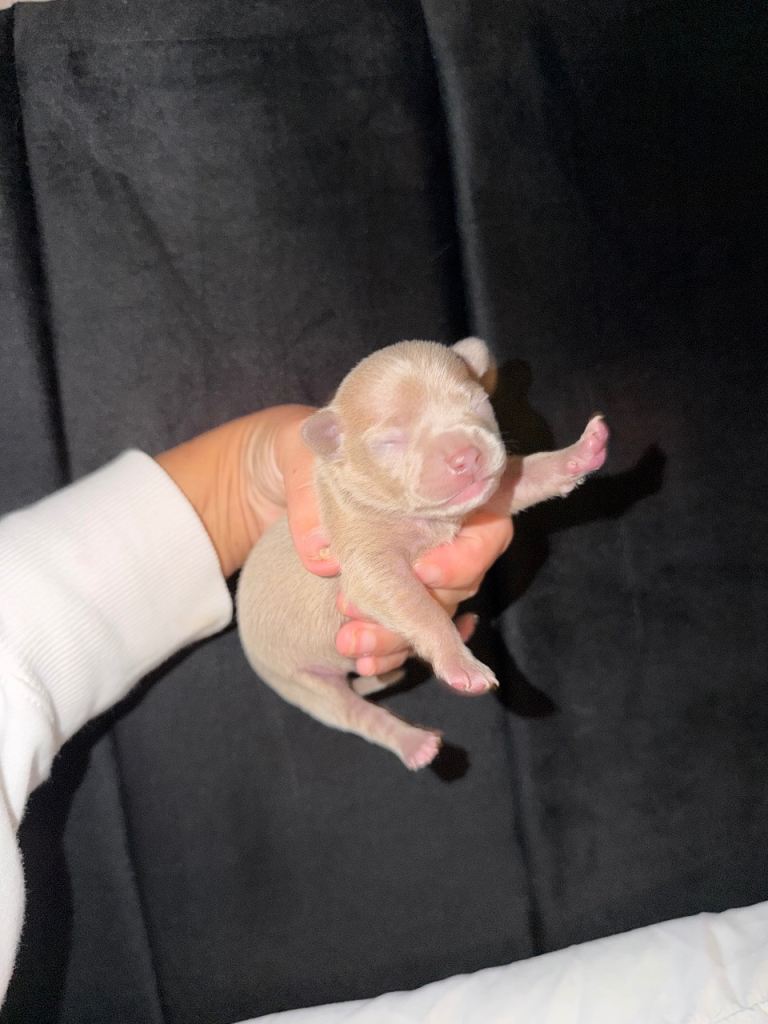 Chihuahua X Frenchie puppies 