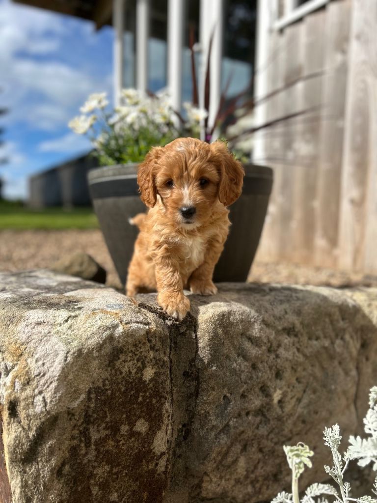 Cockapoo puppy