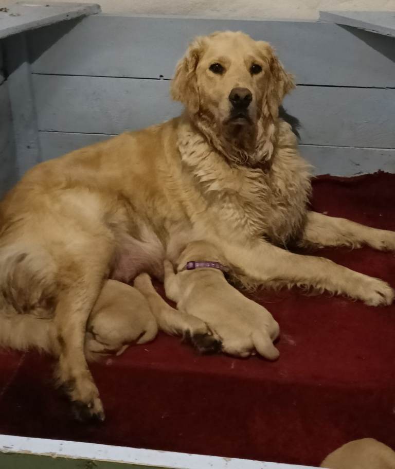🌞Wonderful Golden Retriever Pups for sale 🌞