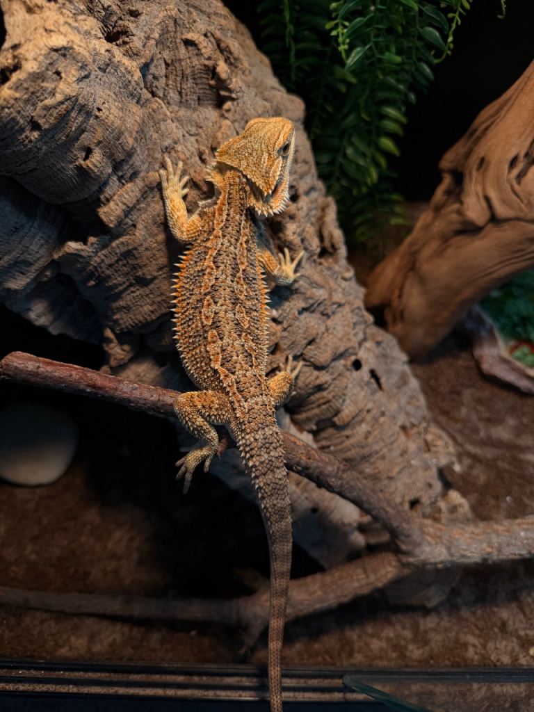 Baby bearded dragon ready  