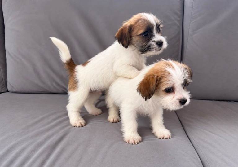 Shih tzu x Jack Russell