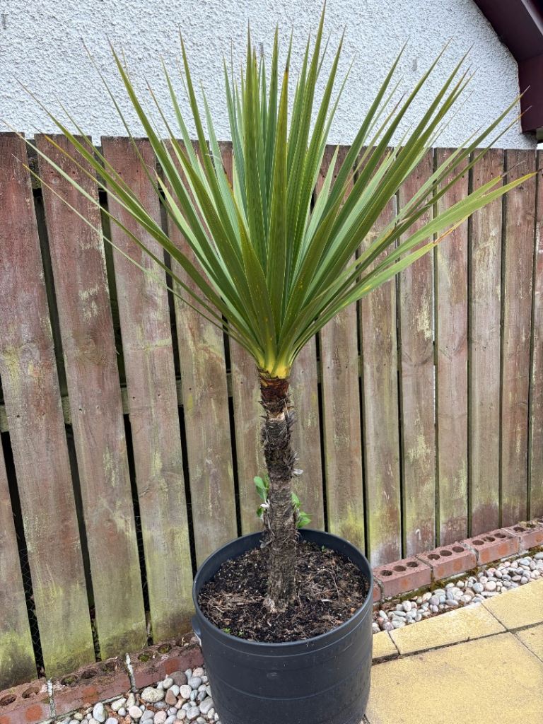 6ft Healthy Potted Yucca Plant - Mature & Ready for Garden