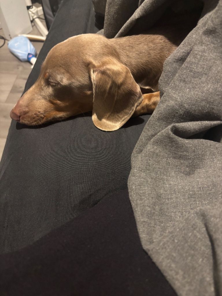 Female Miniature Dachsund isabella and tanned. 