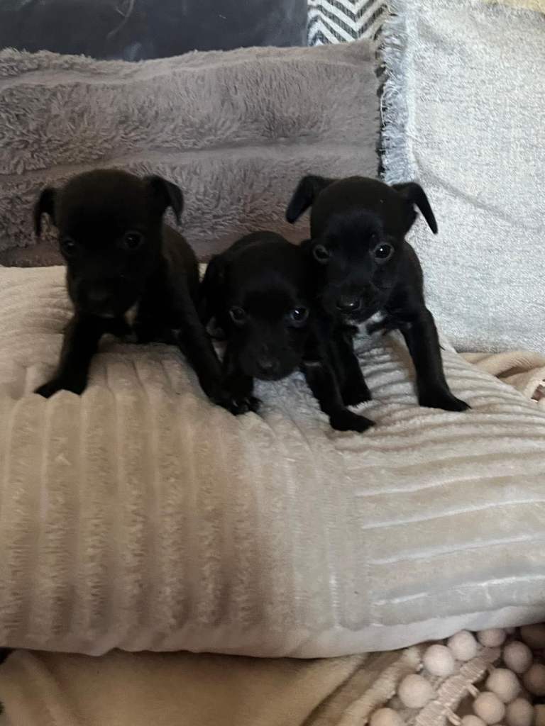 Jack Russell x border terrier puppies 