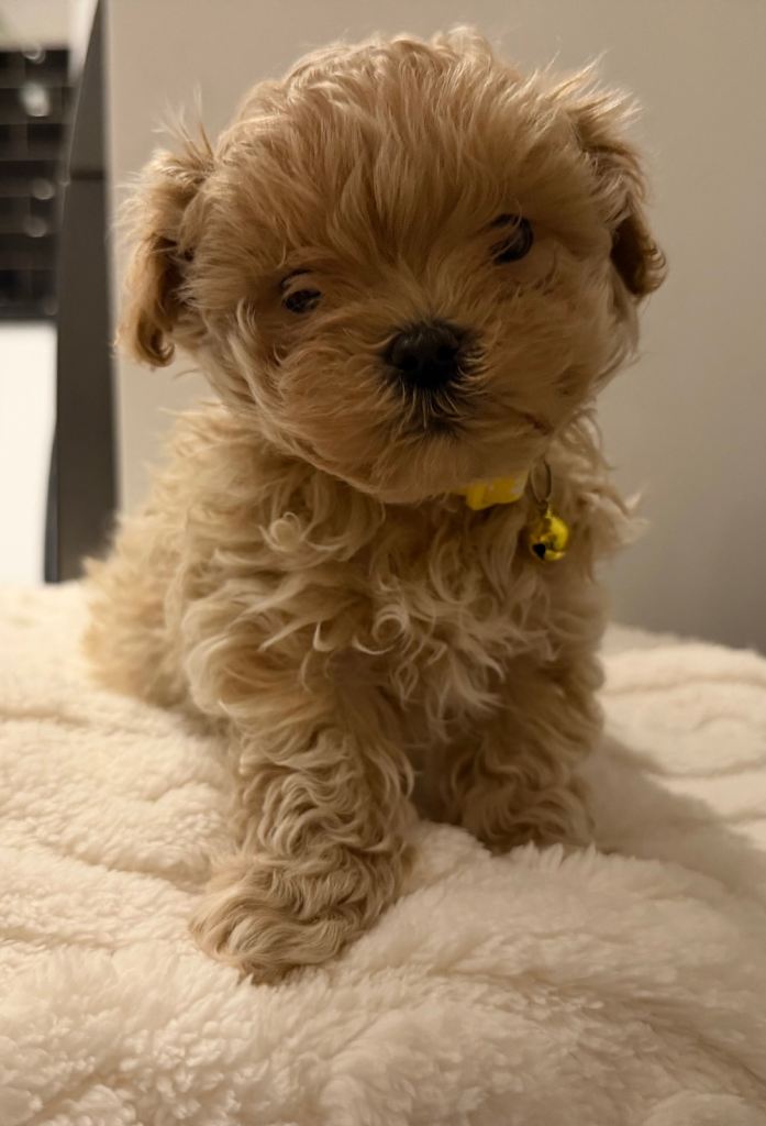 Maltipoo for sall