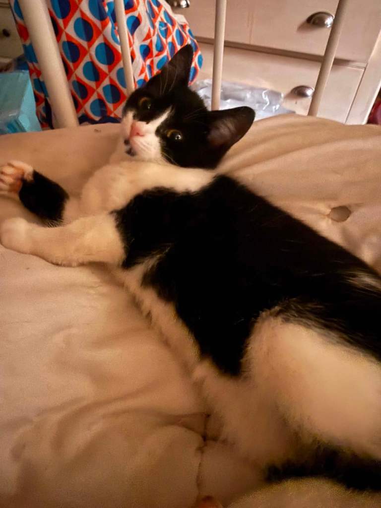 3,half old kitten 