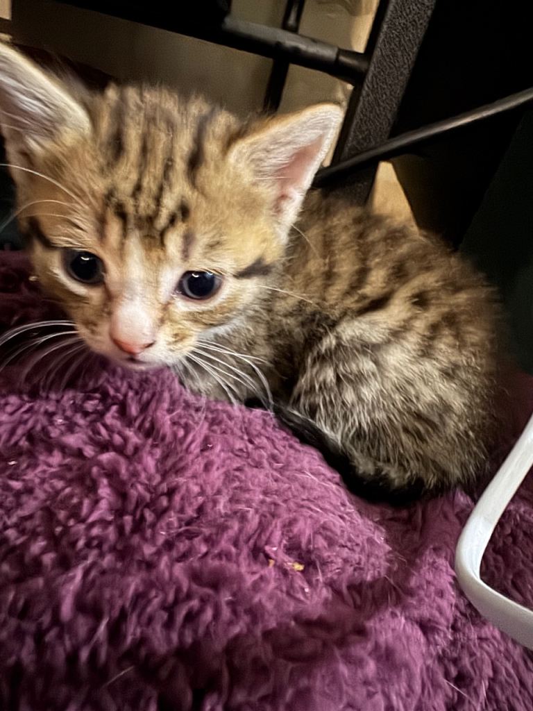 Male kittens 