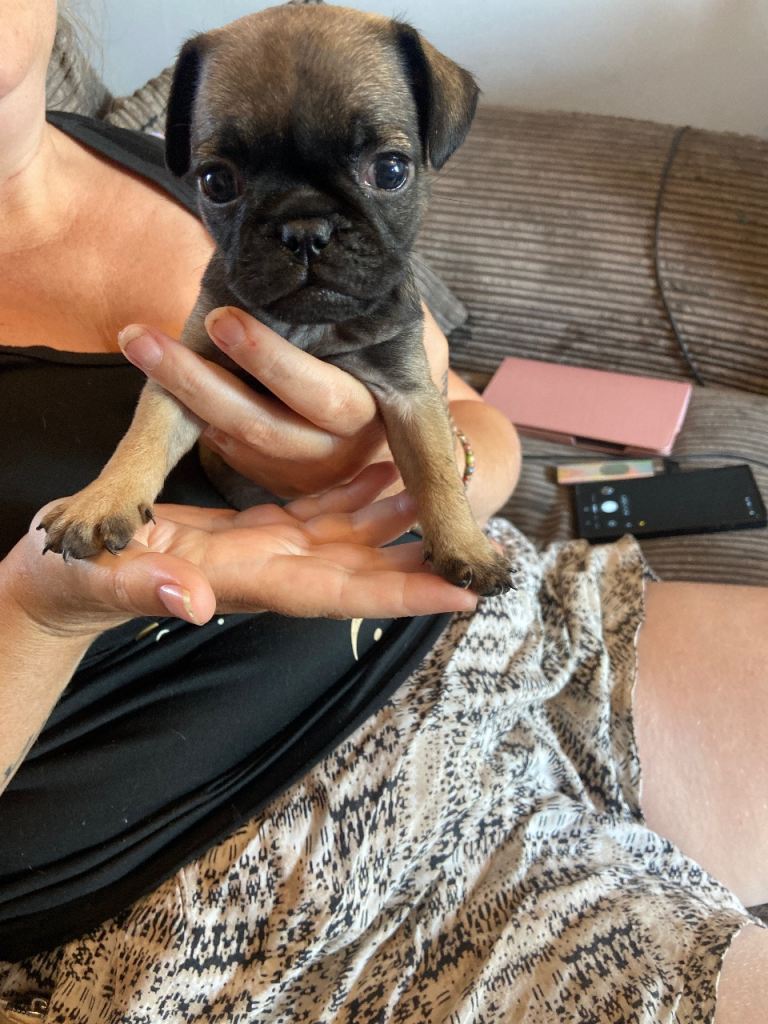 Frug puppies 
