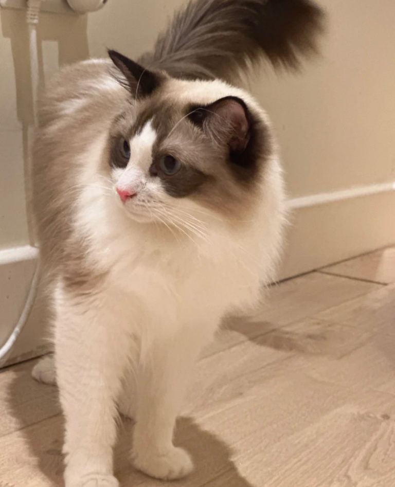 Male ragdoll