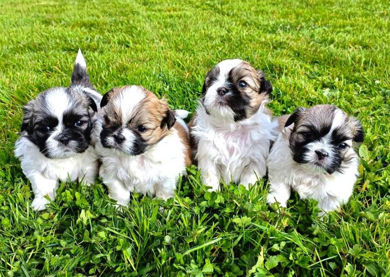 Shih Tzu Puppies